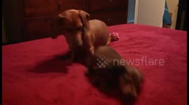 CUTE! Adult Dog Playing with Puppy on Bed!