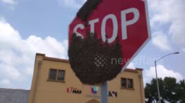 Swarm of bees covers 'STOP' sign