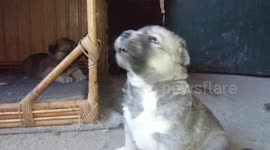 Adorable baby husky whistles like his owner