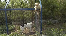 Cute puppy escapes from her cage