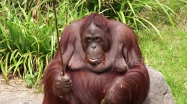 Orangutan goes fishing for a stick