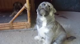 Adorable baby husky whistles like his owner