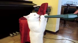 Crazy cat loves vacuum cleaner | Qua la Zampa