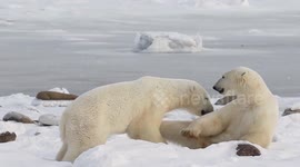 Polar bears sparring in slow motion