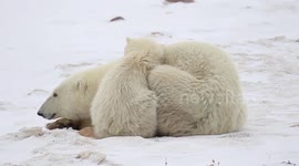 Polar bear snuggles up to mother in the snow
