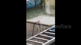 Huge rat pulls snake with its mouth