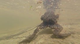 Underwater view of toad mating and producing eggs