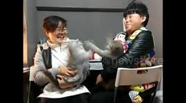 Cat boxing
