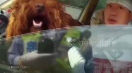 驾驶座上坐俩人?原来是司机一手抱狗一手开车