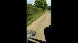 Tiny, confused fox cub doesn't know where to run
