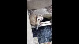 Raccoon fishes 'dinner' with its paws