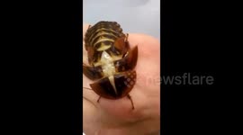 Giant cave cockroach molting on my hand