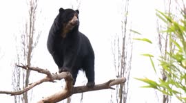 Bear Rocking On A Tree