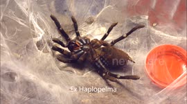 Tarantula molts its skin in creepy time-lapse