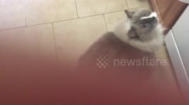 Cat sits on command