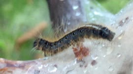 I found an Army Worm nest (Burn the whole place down)