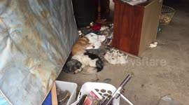 Puppies caught napping in pile of rubbish, they created
