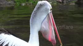 Pelican has trouble swallowing lively fish