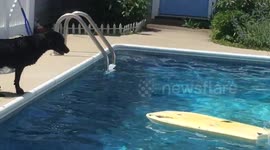 Dog jumps on float to retrieve ball