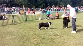 Dog With Amazing Ball Control Skills - Mote Park Maidstone