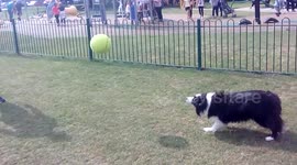 Dog With Ball Skills