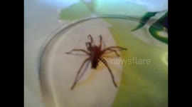 Strange Spider found on sofa Sunday