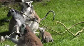 Bouncy baby lemurs jump around their enclosure
