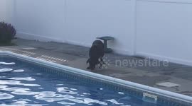 Adorable dog plays ball by herself