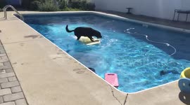 Dog has amazing skills riding a bodyboard