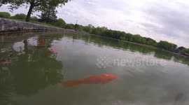 'Goldfish are dying' and the authorities don't know why