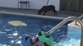 Dog reverses game of fetch