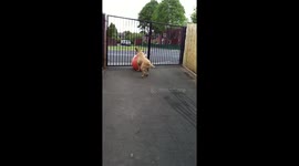 Colin the bullmastiff