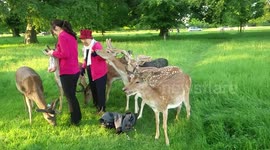 Greedy deer steals bag of carrots
