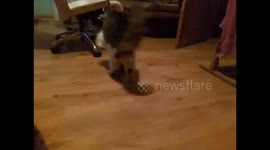 Skippy the cat playing football