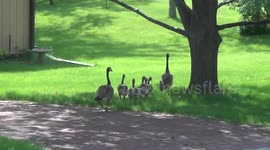 Geese walk through yard on Memorial Day
