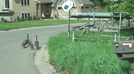 Geese stroll through neighborhood on Memorial Day