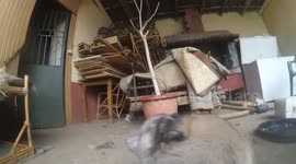 Gopro on husky puppy