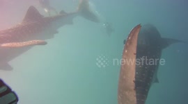 Whale sharks interact with divers
