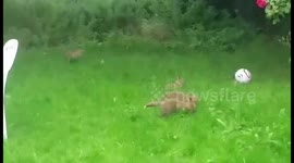 Cute Fox Cubs playing in the garden