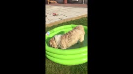 Dog playing in paddling pool