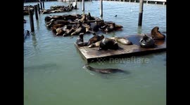 Explore the lively and iconic Pier 39 in San Francisco, where the city’s vibrant energy meets the natural charm of its most famous residents: the sea lions.