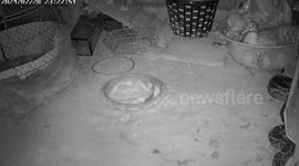 Huge python seen on CCTV eating farmer's prized ducks