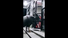Buffaloes in Indonesia enter the accessories shop and want to cause damage