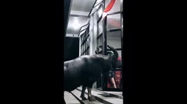 Buffaloes in Indonesia enter the accessories shop and want to cause damage