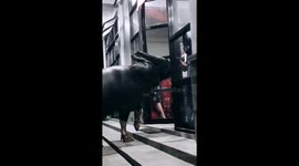 Buffaloes in Indonesia enter the accessories shop and want to cause damage