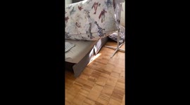 15-year-old dog Archie enjoys breeze in cloth sack in Kyiv