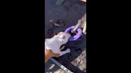 Dog breaks tree stem to retrieve toy in Dnipro, Ukraine