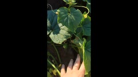 Cat caught eating cucumbers in Kozats'ke, Ukraine