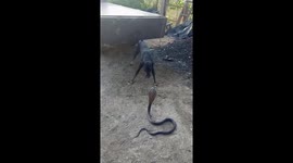 Dog barks at king cobra in Rajasthan video