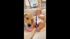 Dog plays with baby in Chiba, Japan